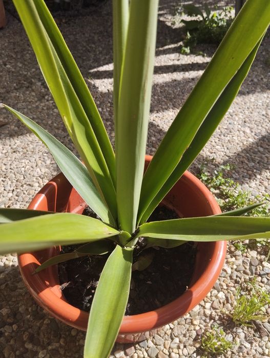 Plantas Suculentas para o Natal