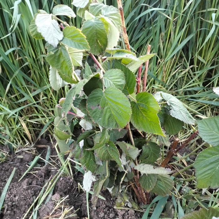 Sadzonki maliny letniej