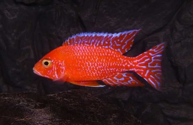Pyszczaki Aulonocara fire fish | Rybki do akwarium Malawi
