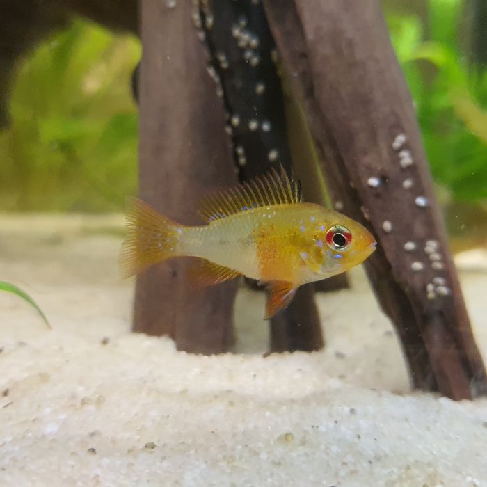 Oddam 1 samice pielęgniczki ramireza