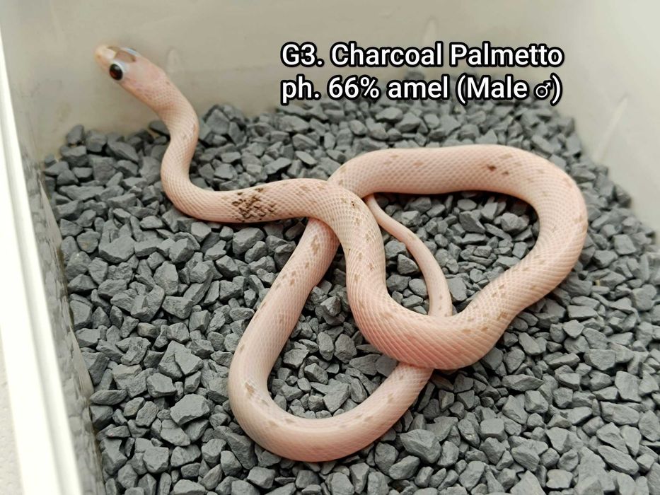 Wąż zbożowy / Charcoal Palmetto ph. 66% amel / Łatka z plamek