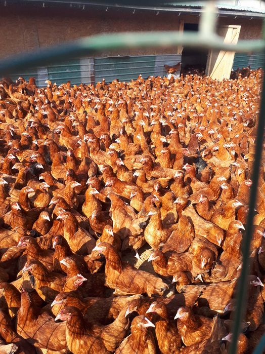 Kury nioski młode Rosa Messa Leghorn Dominant z wolnego wybiegu Dowóz