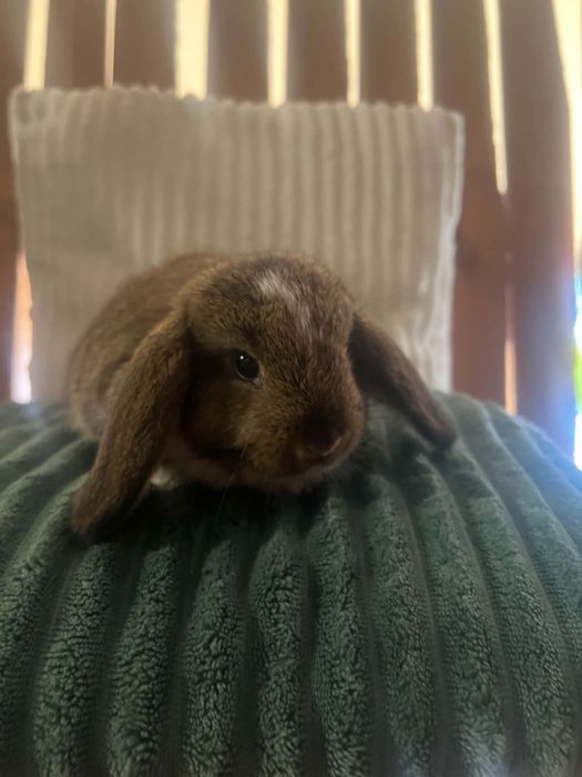 Króliczek Mini Lop