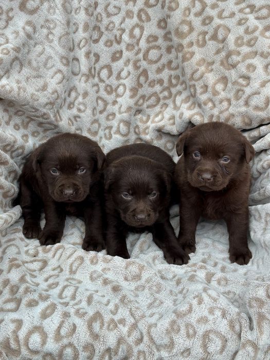 Шоколабрики малі