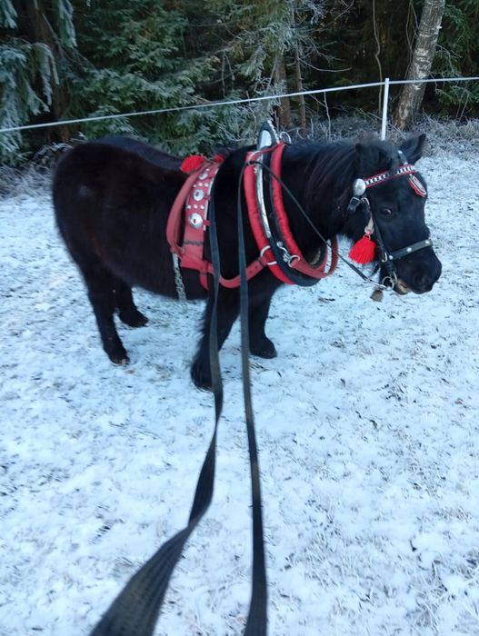 Sprzedam  lub zamienię klacz kucyk