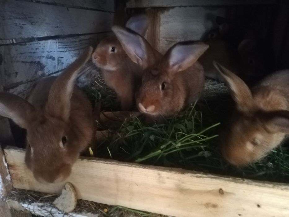 Króliki do dalszego chowu