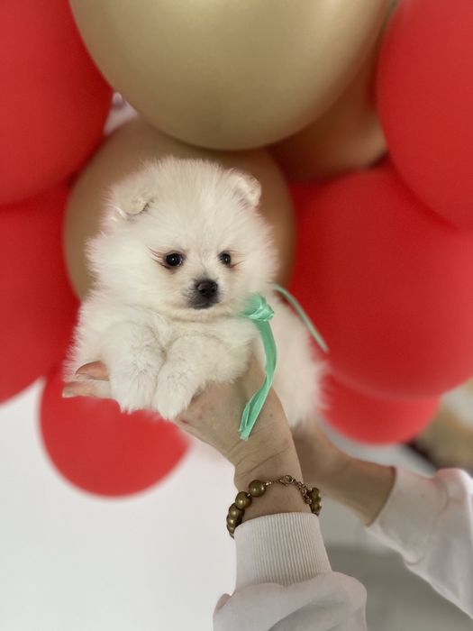 Померанські шпіци — Наймякші лапки цього року