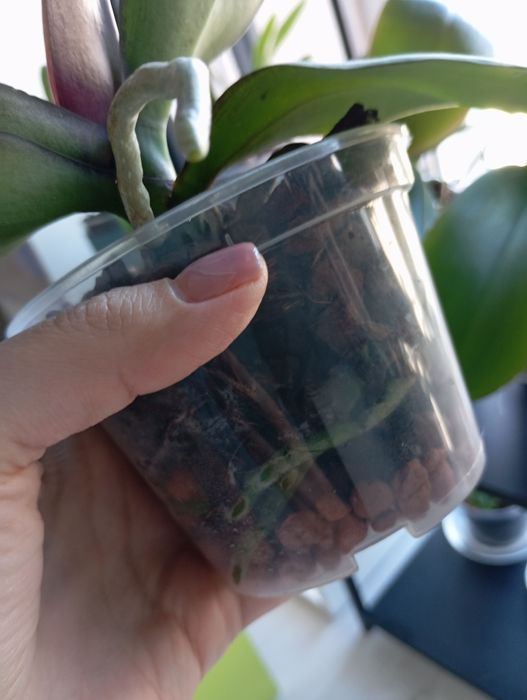 Орхідея Алмазне небо