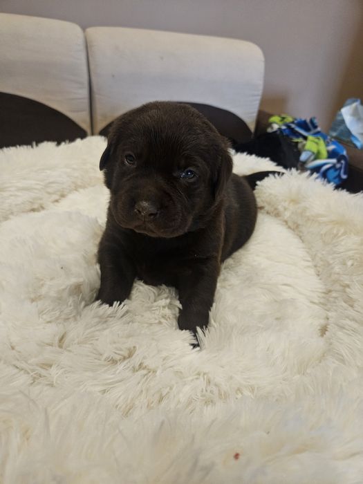 Szczeniaki Labrador Retriver