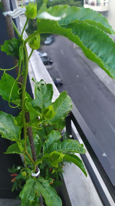 Vendo árvore  Maracujá