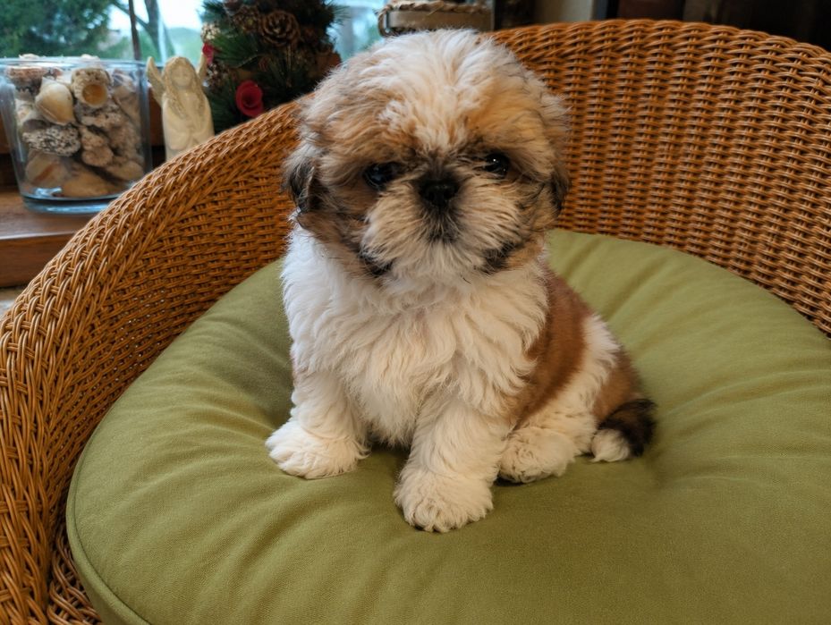 Piękny szczeniak shih-tzu