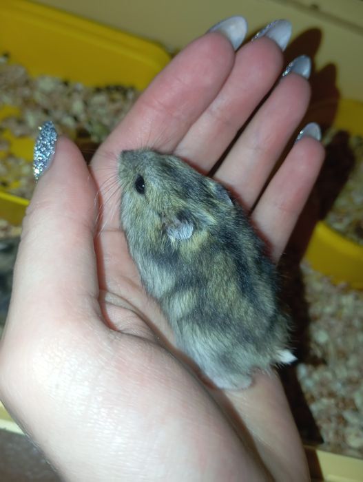 Джунгарські хом'яки