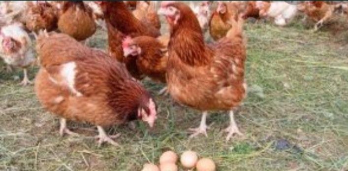 Куры несушки Ломан Браун