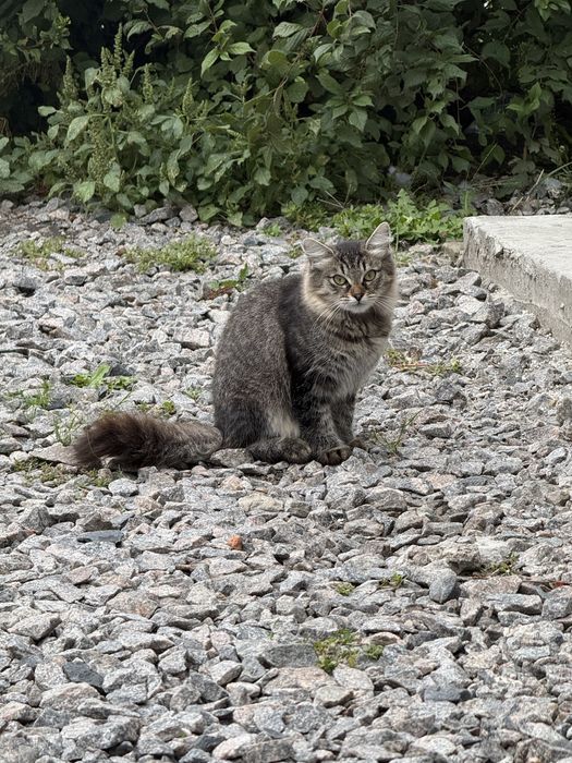 Котики дівчинка, та хлопчик.