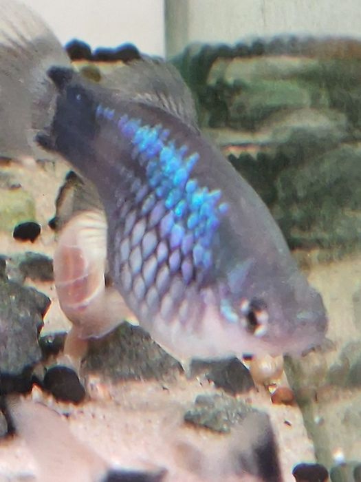 Alvinos e juvenis platys mickey e azuis escuros
