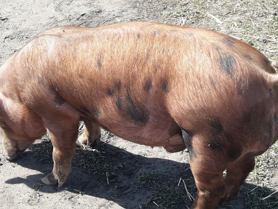 хрячков на племя Кантор  Пьетрен беркшир большой выбор