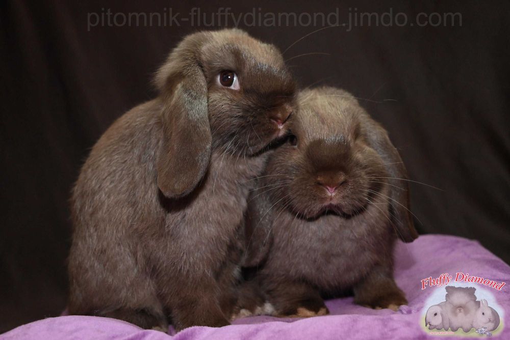 Шоколадні кролики з "Fluffy Diamond". Висловухий кролик з розплідника