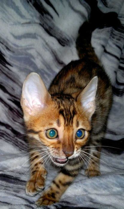 Шикарна клубна бенгальська дівчинка BENn24