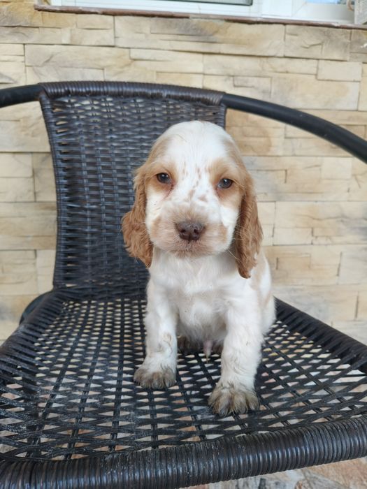 Cocker spaniel angielski pies