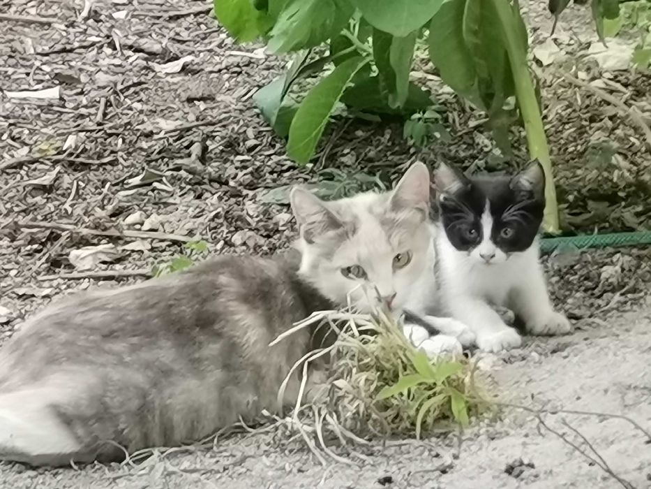 Котята ищут дом.