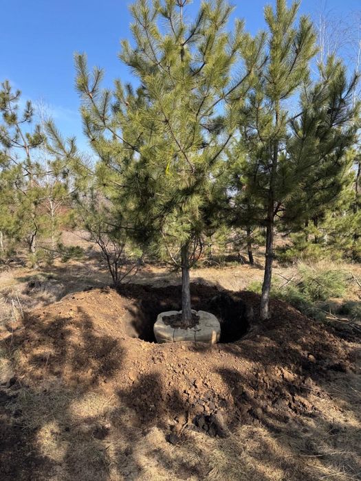 Сосна кримська з комом , озеленення території