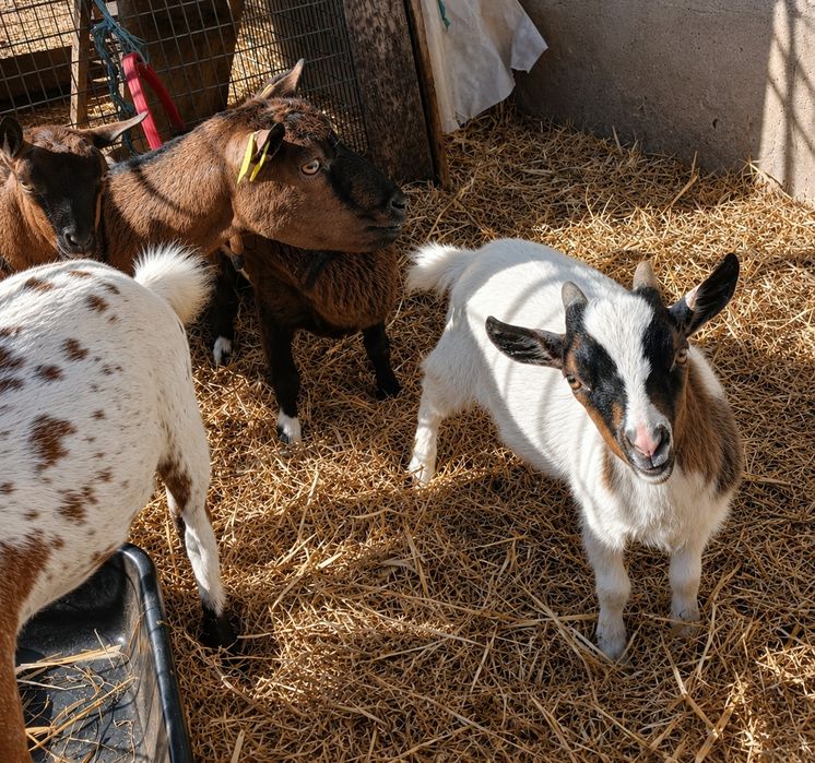Chibo/ Bode/ Cabrito anão