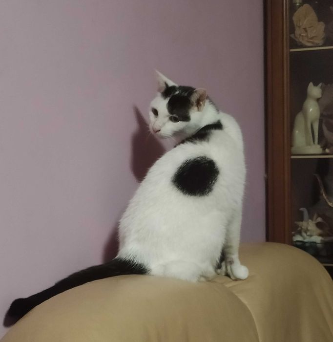 Kotka biało-czarna, Sosnowiec lub Kraków