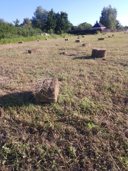 Продам лугове  сіно.