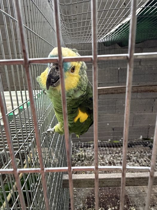 Amazona Aestiva Xanthoperyx Macho reprofutor 09