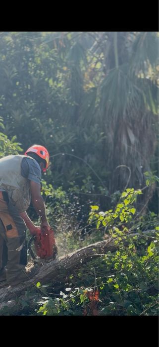 Limpeza de Terrenos || Abate de Árvores || Desmatação