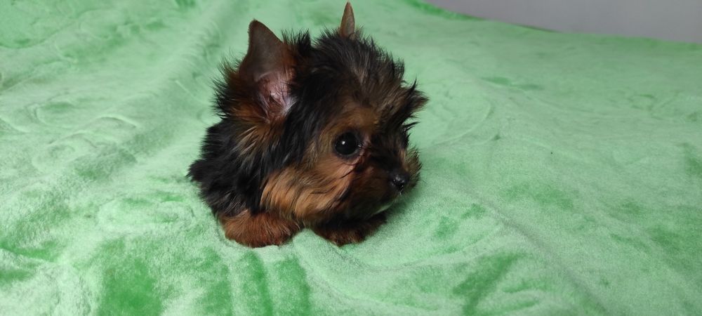 Yorkshire mini,mini   z rodowodem i paszportem