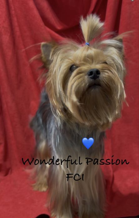 York Odchowany piesek po Championie PL, yorkshire terrier, pies ZKwP,  FCI