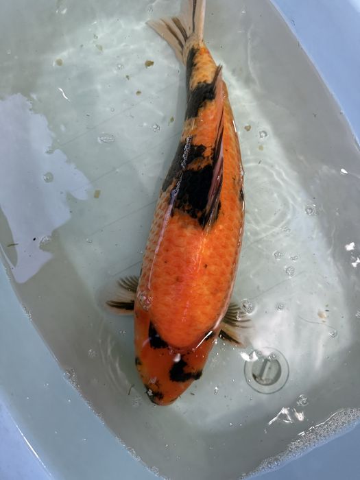 Carpas Koi japonesas
