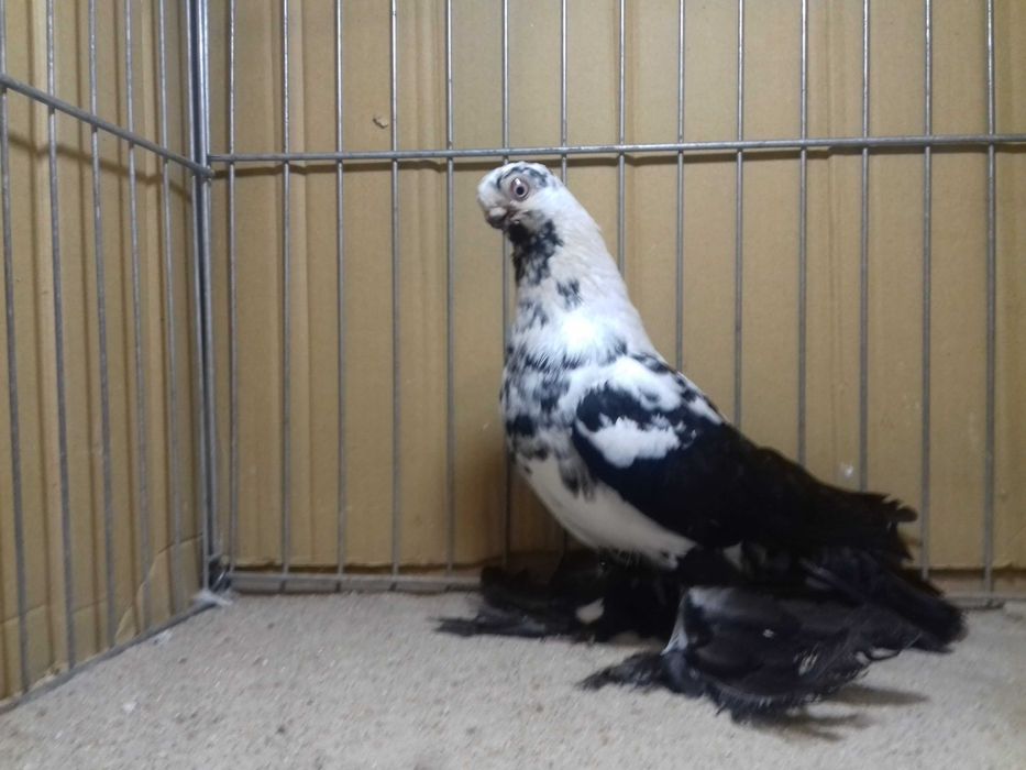 Motyl motyle samiec 2025 gołębie ozdobne