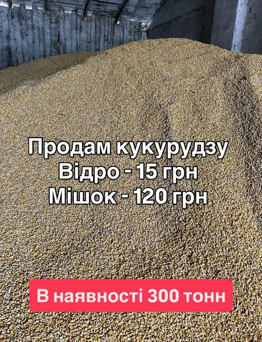 Кукурудза цього року