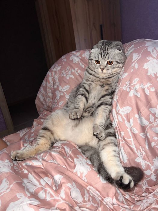 Вязка шотландский вислоухий