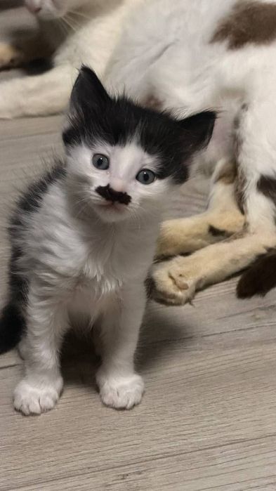 Кошеня, котята, коти, котики, кішечка в добрі руки