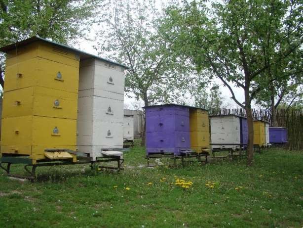 Продам вулики із бджолами