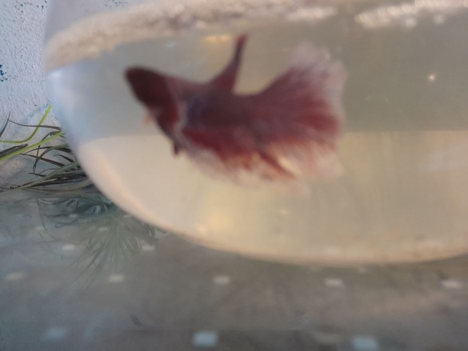 Betta juvenis disponíveis para venda