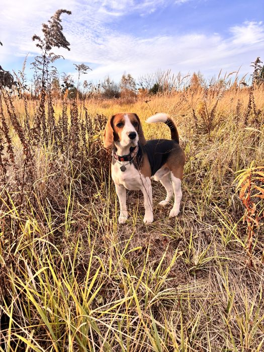 Бігль для вʼязки