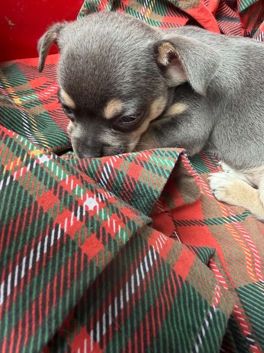 Chihuahua Szczeniaki Błękitne Chłopiec
