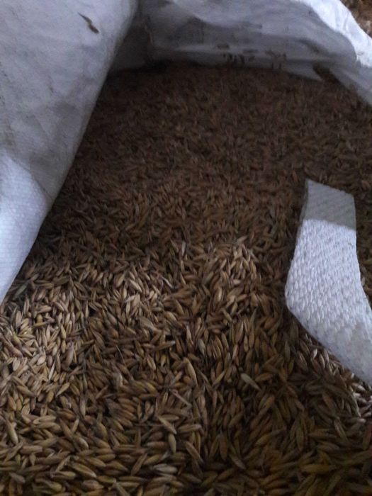 owies jęczmień, pszenżyto, żyto, pszenica, słoma