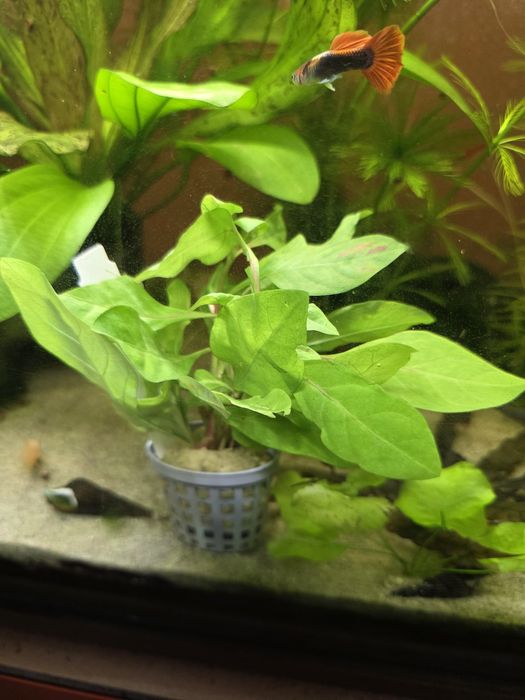 Altehernatea colorata
