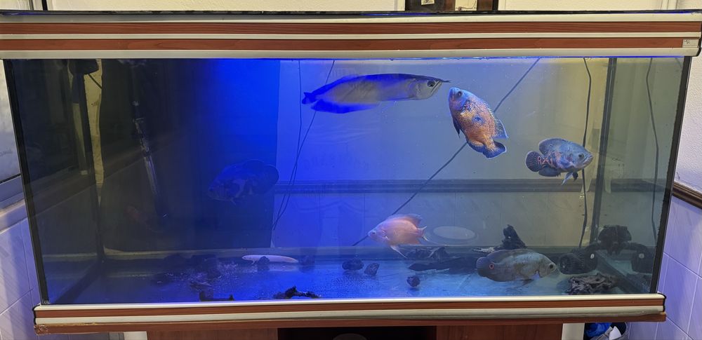 Peixe arowana prata