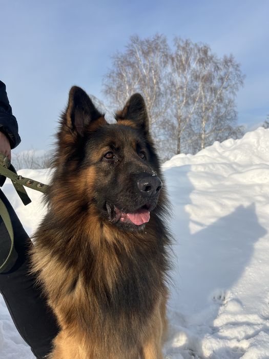 Німецька вівчарка вязка