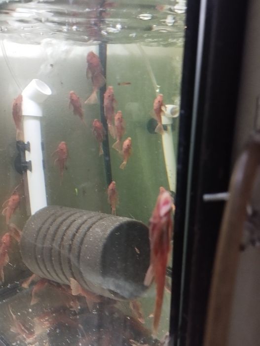 Glonojady super Red zwykłe.