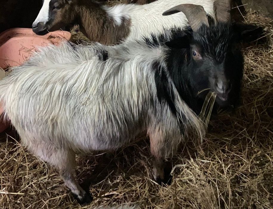 Vendo cabrito  com 4 anos