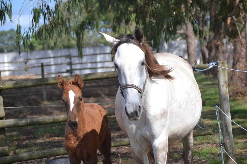 Poldra Luso Warmblood desportiva com 1.5 anos