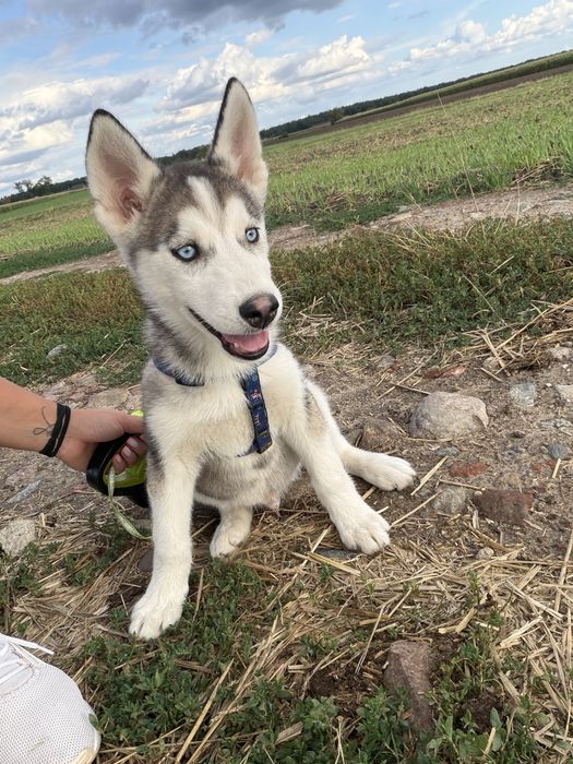 Piesek Syberian Husky