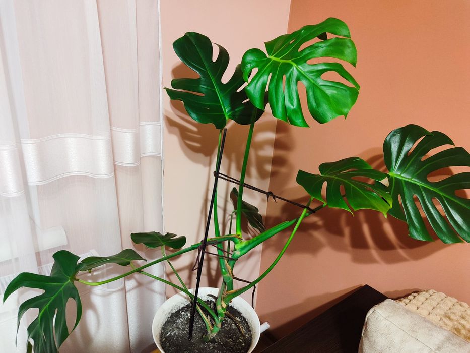 Продаю монстеру.